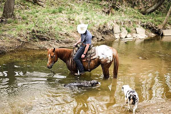trail-riding-appaloosa-horse