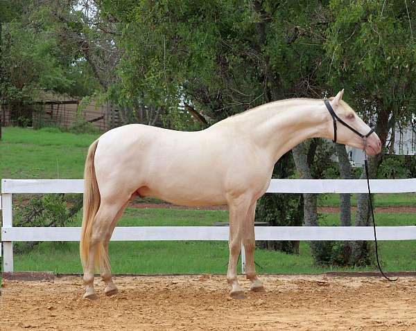 cardenas-andalusian-horse