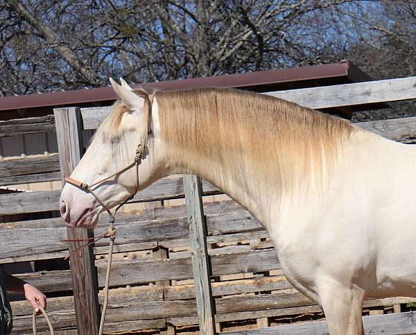 champion-andalusian-horse