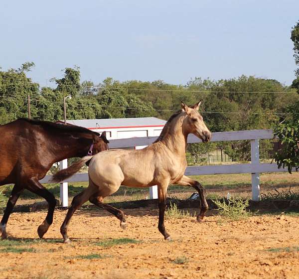 white-on-hind-feet-horse