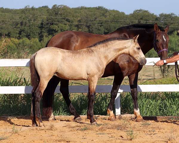 buckskin-white-on-hind-feet-horse