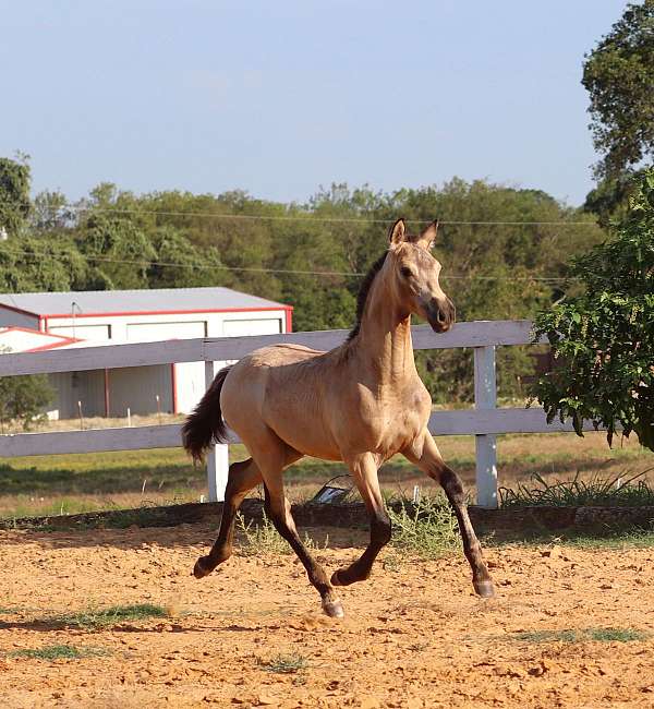 white-on-hind-feet