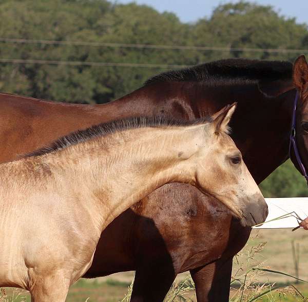 bridled-passion-farm-andalusian-horse