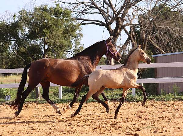 pre-andalusians-horse