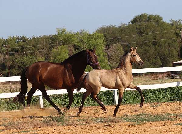 andalusians-horse