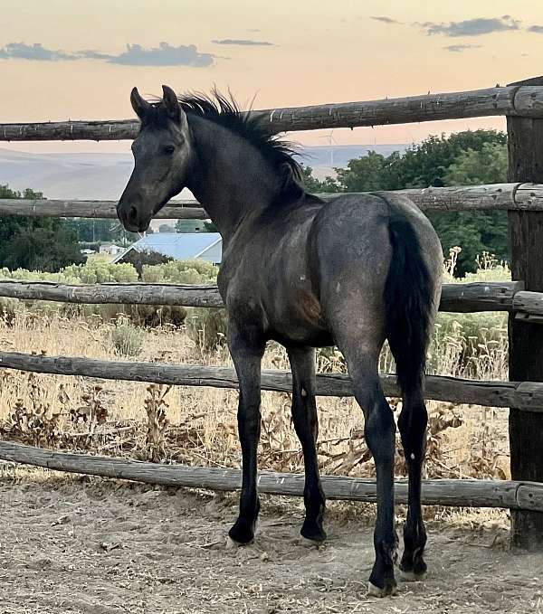 grey-andalusian-friesian-for-sale