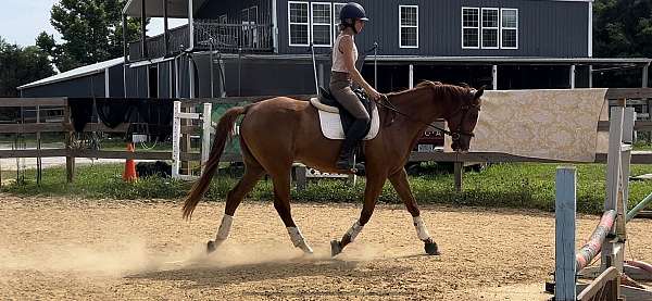 chestnut-socks-wide-blaze-horse