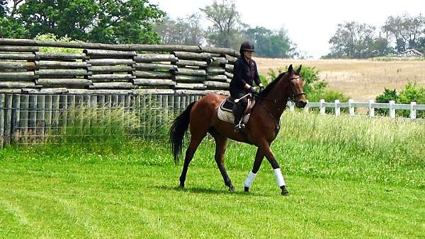 fusaichi-pegasus-gelding