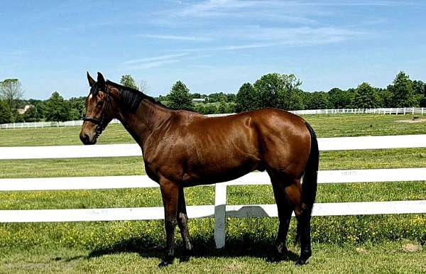 the-factor-thoroughbred-horse