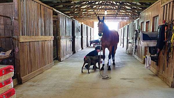 the-factor-horse