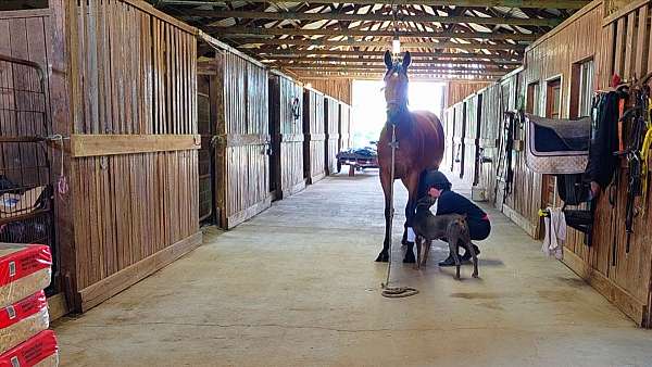 the-factor-gelding