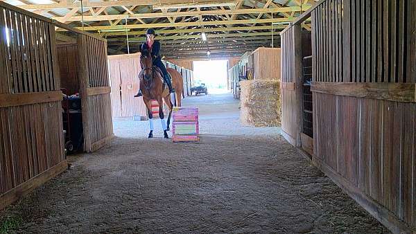all-around-thoroughbred-horse