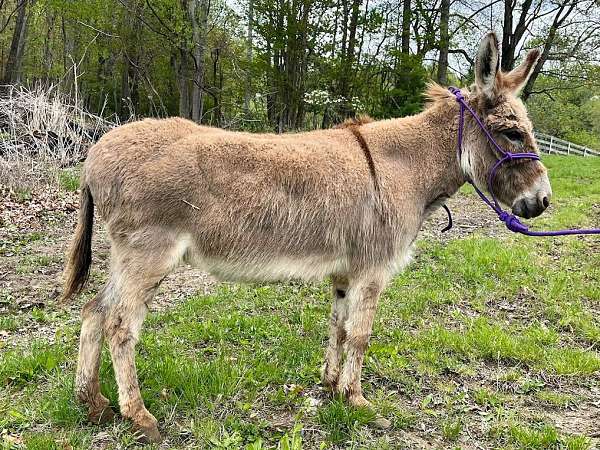 gentle-miniature-donkey