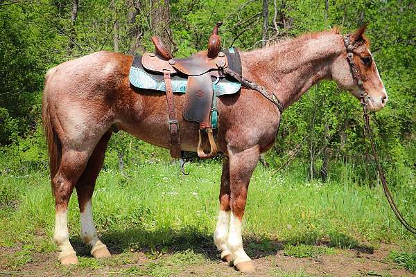 red-roan-lethal-white-horse