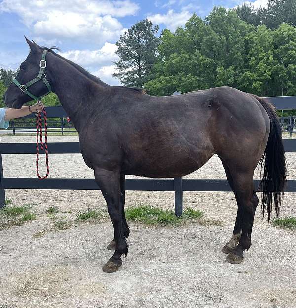 black-quarter-horse-mare