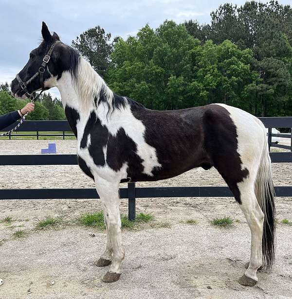 pinto-spotted-saddle-gelding