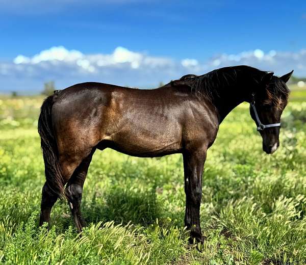 dreams-andalusian-horse