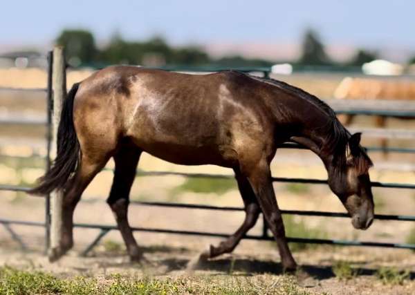 dreams-come-true-andalusian-horse