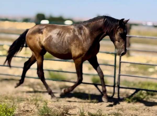 payment-andalusian-horse