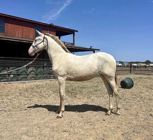 weaned-andalusian-horse