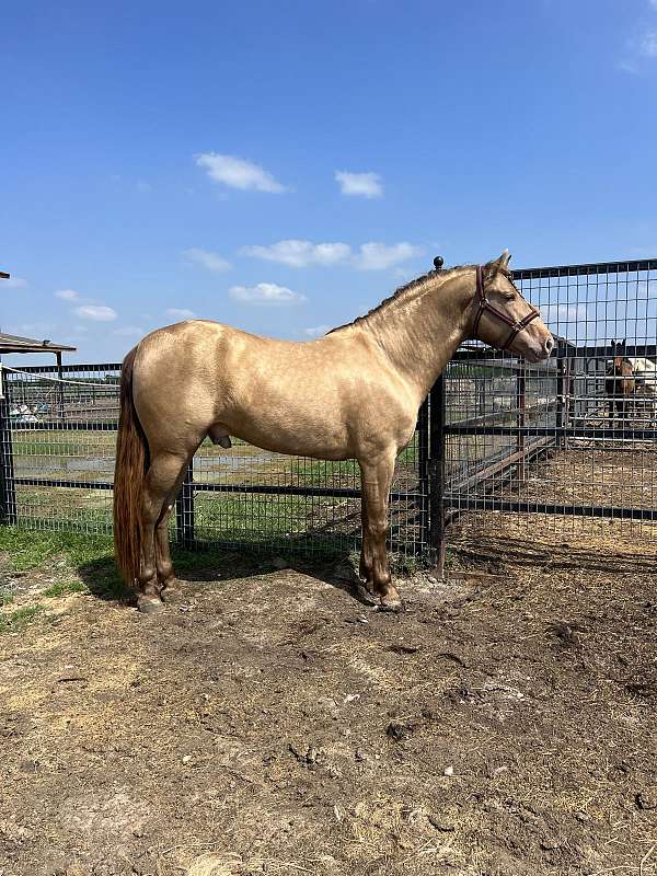yearling-filly-andalusian-horse