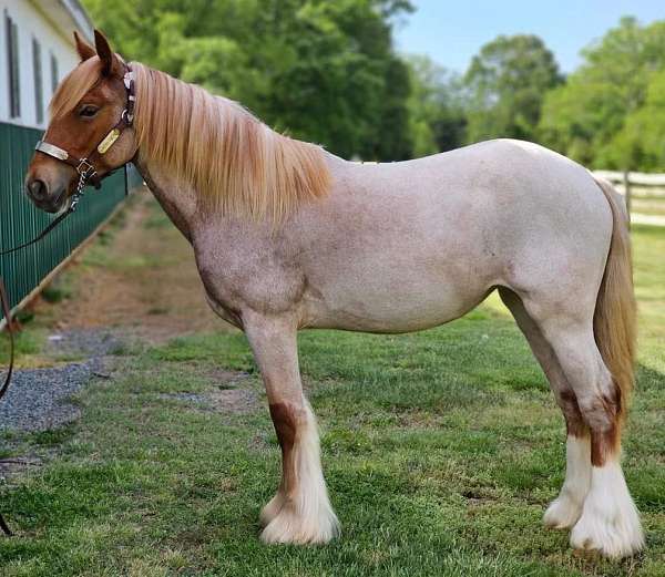 virginia-gypsy-vanner-horse
