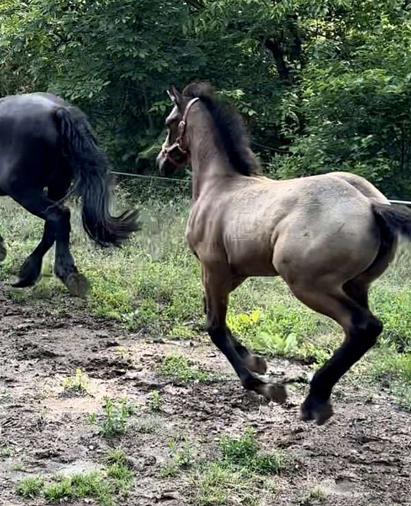 gray-buckskin-filly