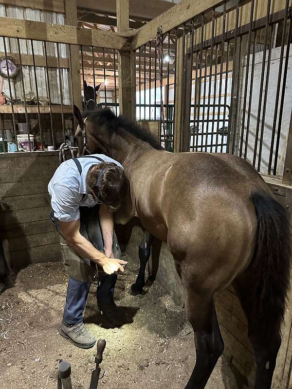 chill-friesian-horse