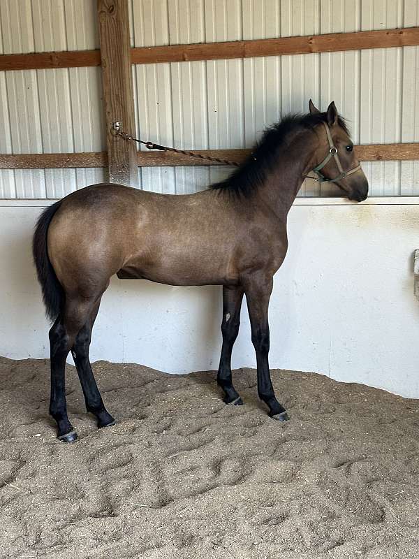 glory-friesian-horse