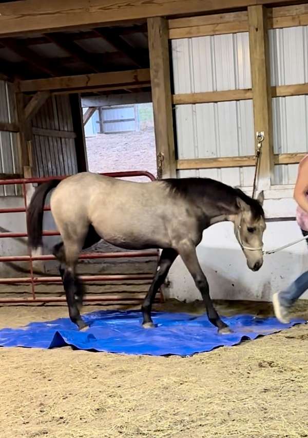 gray-buckskin-horse