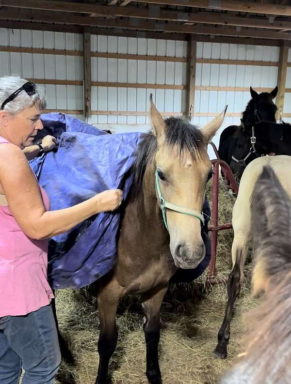 quarter-cross-friesian-horse