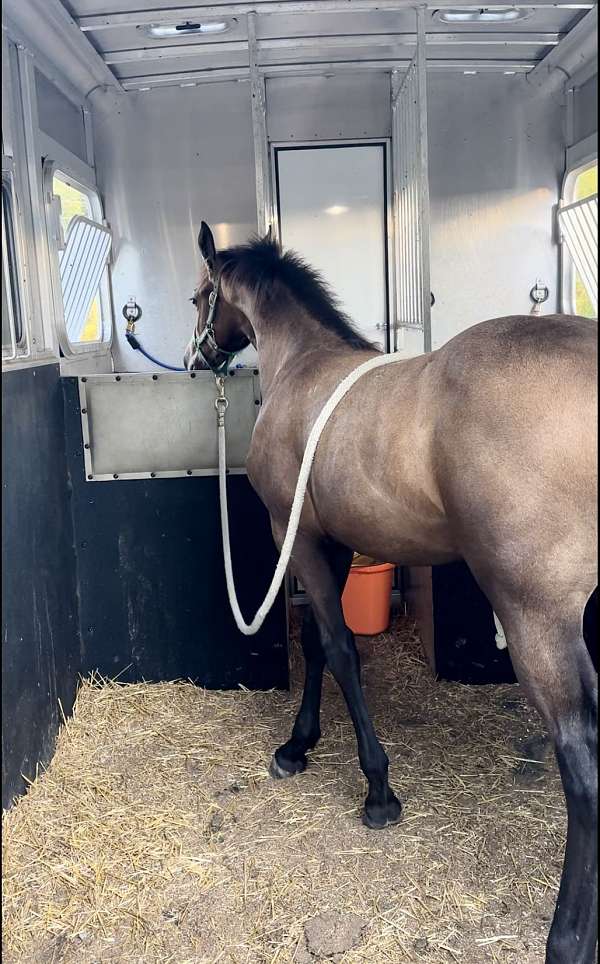 muscles-friesian-horse