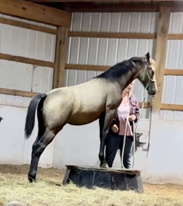 gray-buckskin-friesian-horse