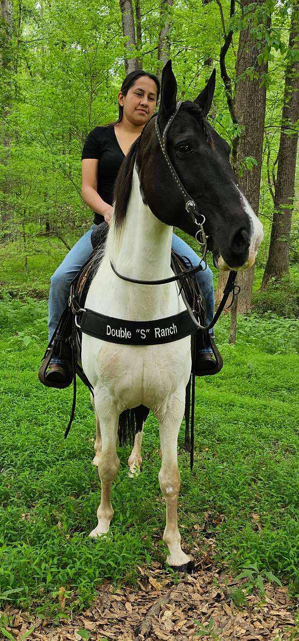 husband-safe-donkey-spotted-saddle