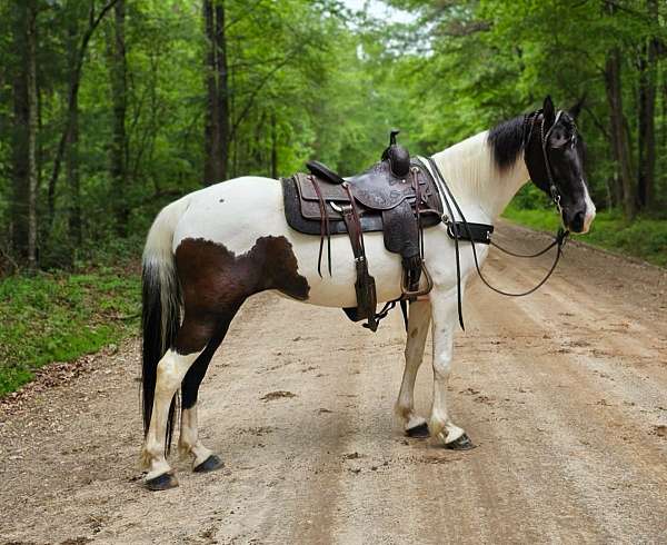 tobiano-mare-spotted-saddle-donkey