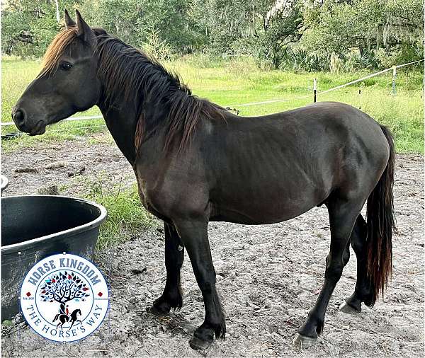 sport-stallion-canadian-friesian-horse