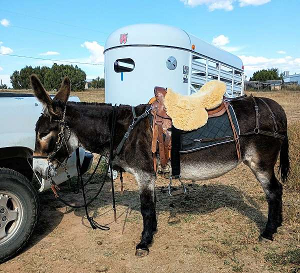 gaited-donkey-mare