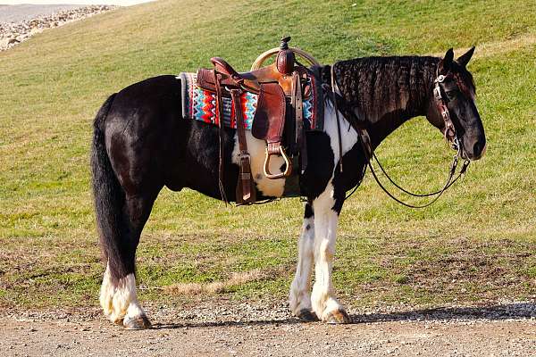 15-hand-gypsy-vanner-horse