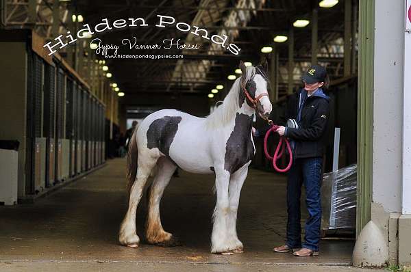 champion-halter-gypsy-vanner-horse