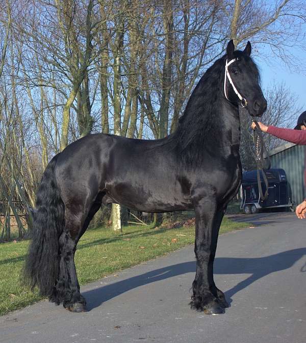 all-around-friesian-horse