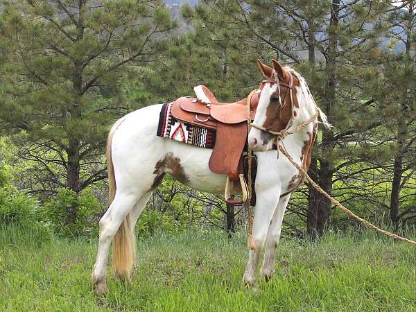 cross-started-under-saddle-gypsy-vanner-horse