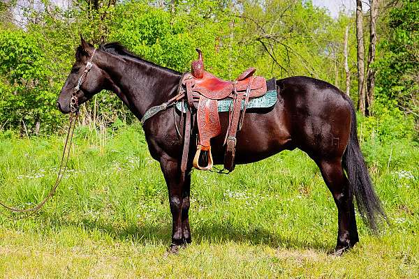 black-western-dressage-pony