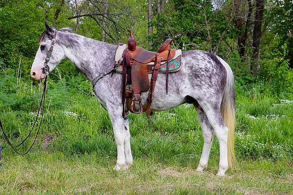 vaquero-kentucky-mountain-horse