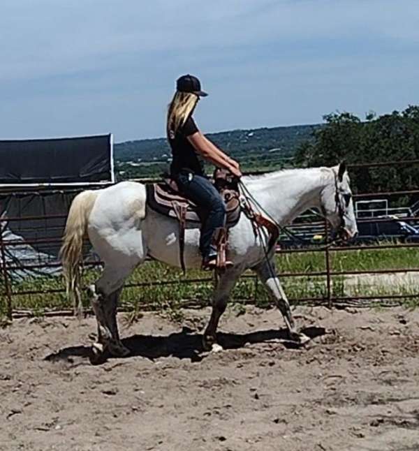 all-around-appaloosa-horse