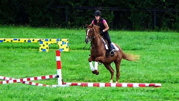 india-thoroughbred-horse