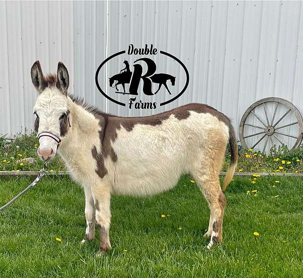 overo-donkey-for-sale