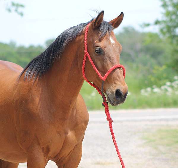auction-quarter-horse