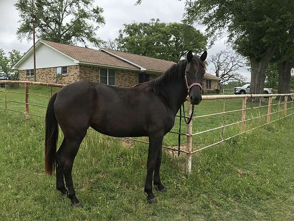 black-solid-black-no-markings-horse
