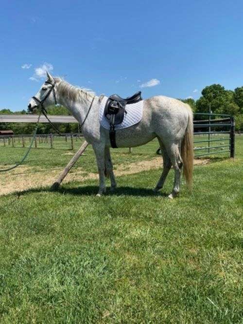 irregular-oval-star-slightly-curved-horse