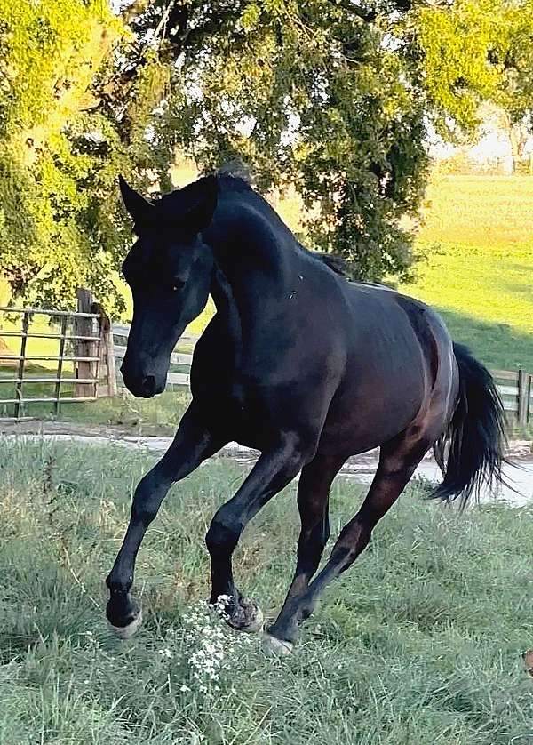 friesian-gelding